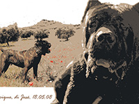 cane corso rustic Ttype